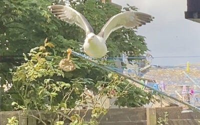 Gulsea my friendly Seagull